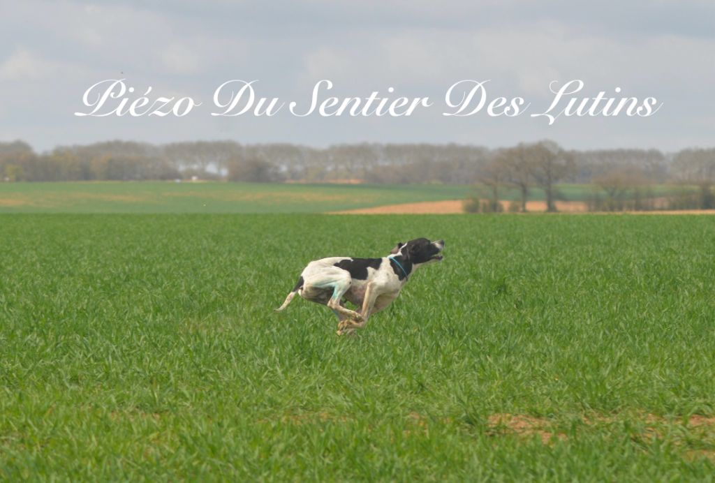 Piézo disponible pour saillie